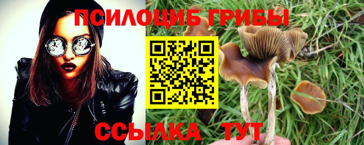 Псилоцибиновые грибы Psilocybe Шебекино
